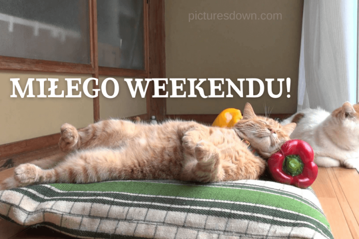 Miłego weekendu obrazek kot na pieprzu do pobrania za darmo