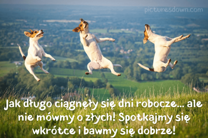 Miłego weekendu obrazek szczęśliwy pies do pobrania za darmo