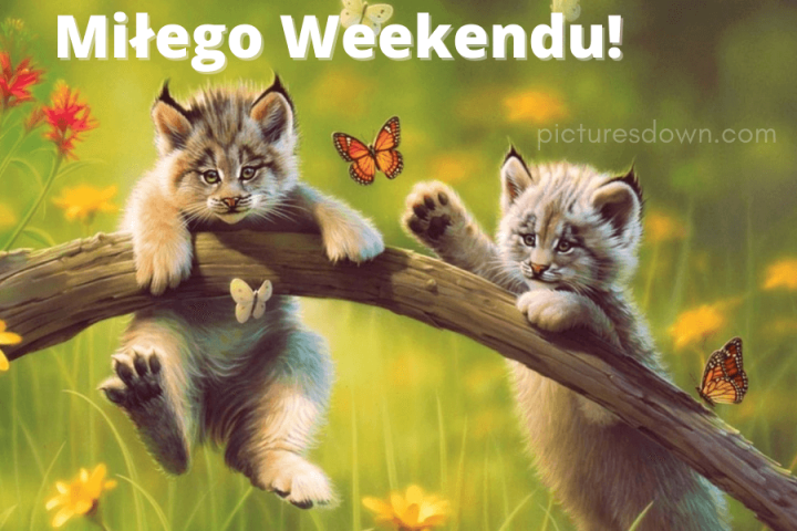 Miłego weekendu obrazek ryś do pobrania za darmo