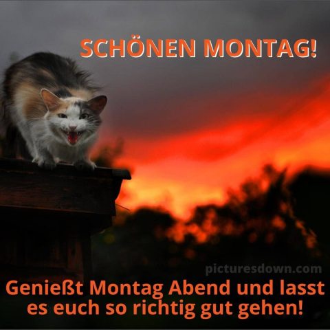 Erholsam montag abend bild Katze kostenlos herunterladen