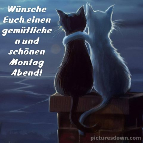 Schönen montag abend grüße Kätzchen bild kostenlos herunterladen