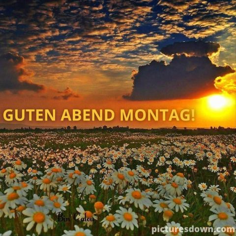 Erholsam montag abend bild Kamille kostenlos herunterladen