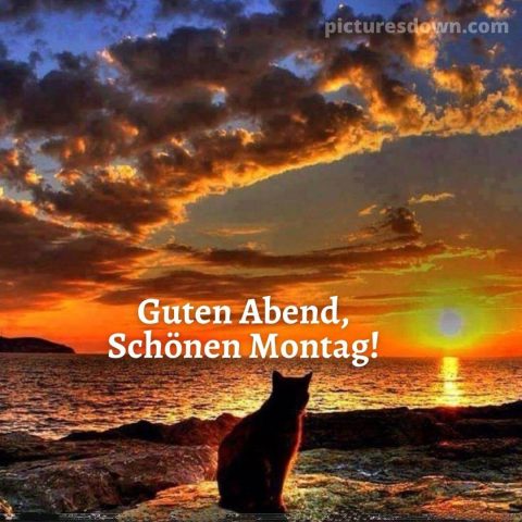 Gemütlich montag abend bild Katze und Meer kostenlos herunterladen