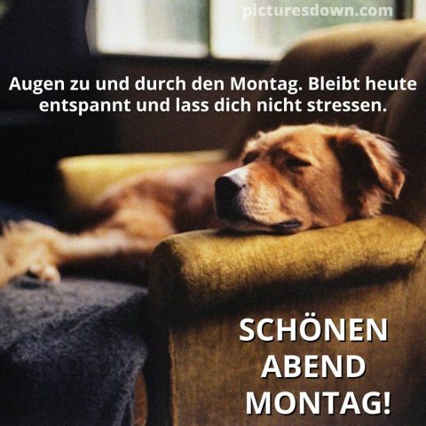 Lustig montag abend gruss bild Hund kostenlos herunterladen