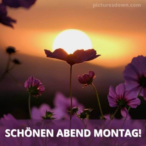 Gute nacht montag bild Blumen kostenlos herunterladen