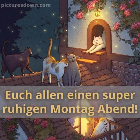 Montag abend grüße bild Katzen kostenlos herunterladen