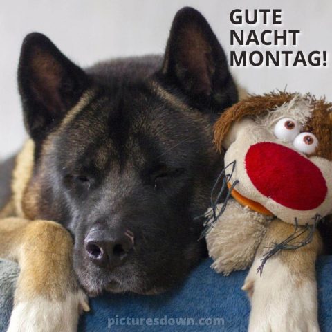 Gute nacht montag bild Hund kostenlos herunterladen