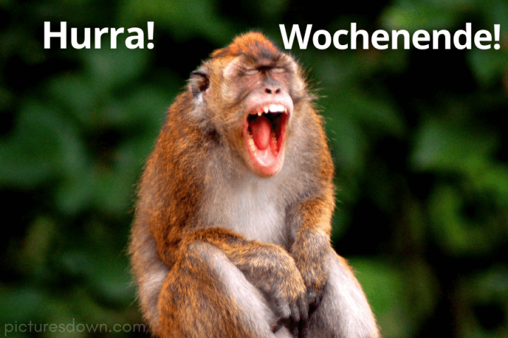 Schönes wochenende bild kostenlos Affe herunterladen