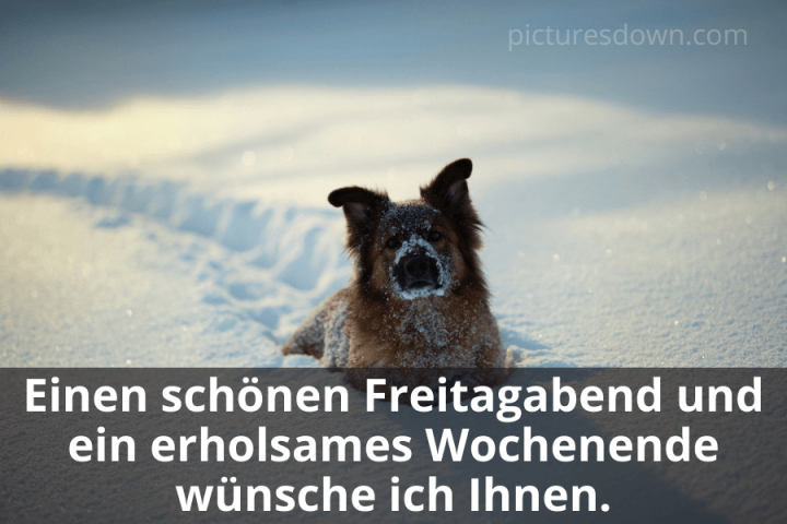 Schönes wochenende bild kostenlos Hund im Schnee herunterladen