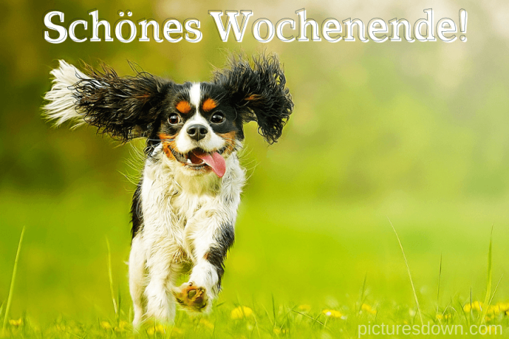 Schönes wochenende bild kostenlos Hund mit Zunge herunterladen