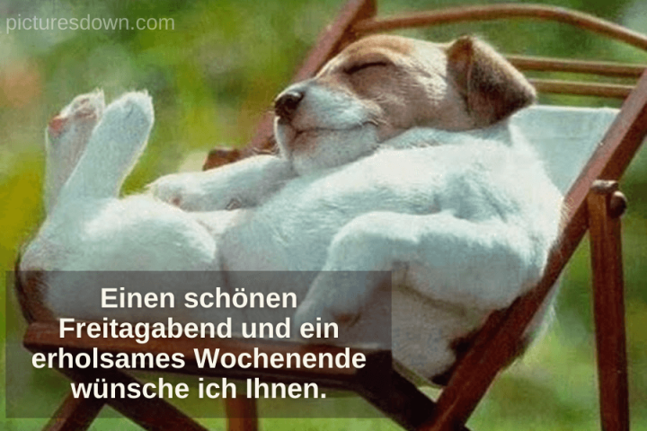 Schönes wochenende bild kostenlos schlafender Hund