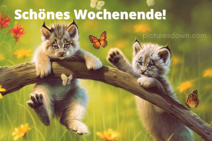 Schönes wochenende bild kostenlos Luchs herunterladen