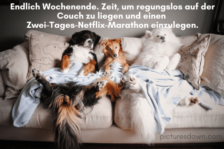 Schönes wochenende bild kostenlos Hunde auf der Couch herunterladen