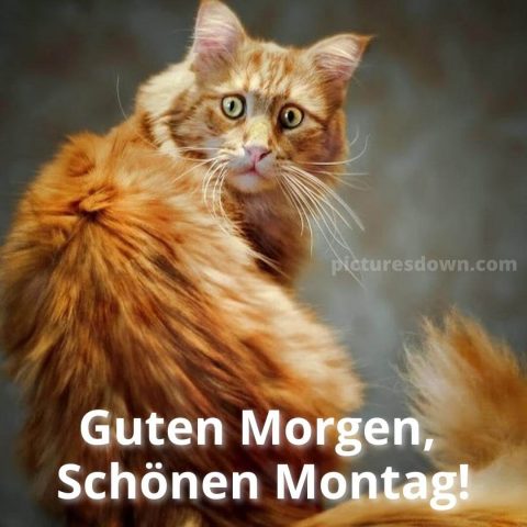 Schönen montag bild gelbe katze kostenlos herunterladen