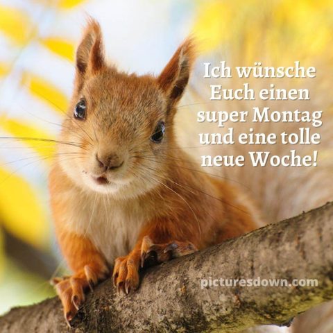 Schönen montag bild Eichhörnchen auf einem Ast kostenlos herunterladen