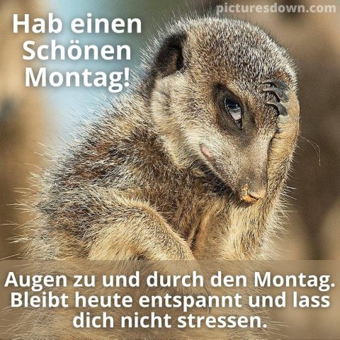 Schönen montag bild wieder montag kostenlos herunterladen