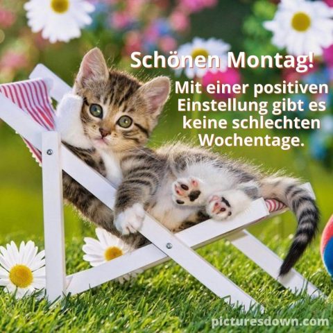 Schönen montag bild Kätzchen kostenlos herunterladen