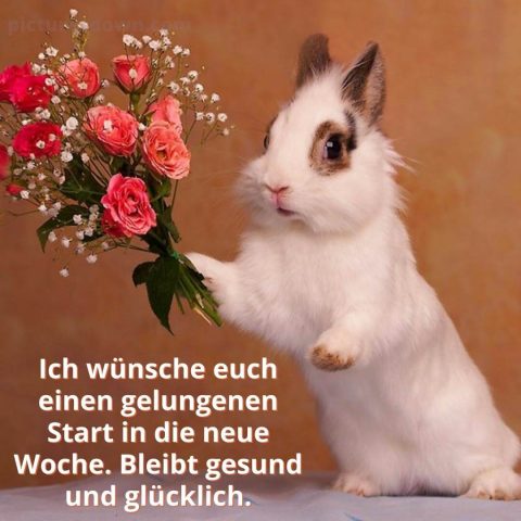Schönen montag bild Hase kostenlos herunterladen