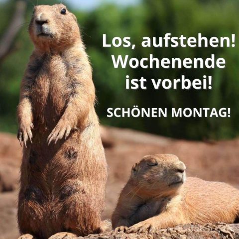 Schönen montag bild Erdhörnchen kostenlos herunterladen