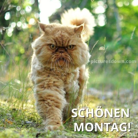 Schönen montag bild große Katze kostenlos herunterladen