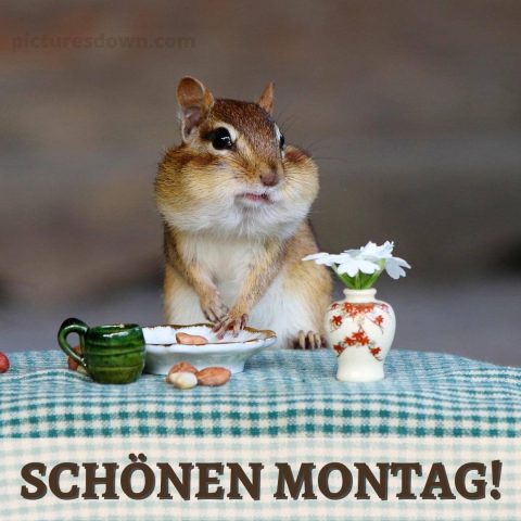 Schönen montag bild Hamster kostenlos herunterladen