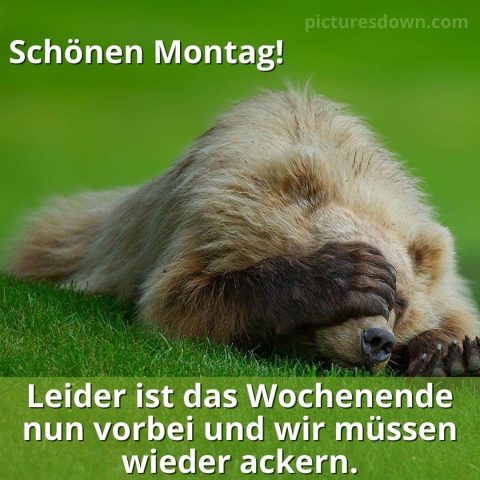 Schönen montag bild Bär kostenlos herunterladen