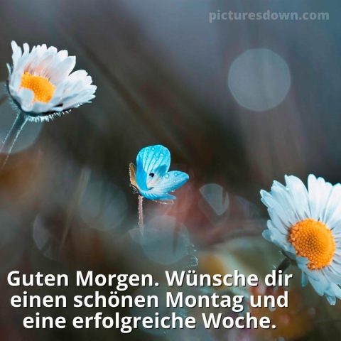 Schönen montag bild Kamille kostenlos herunterladen