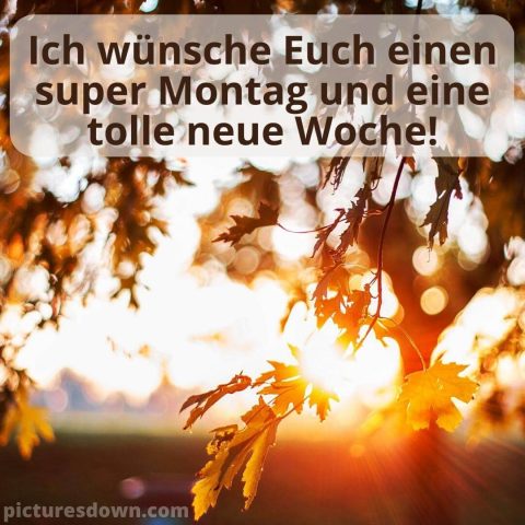 Schönen montag bild Blätter kostenlos herunterladen