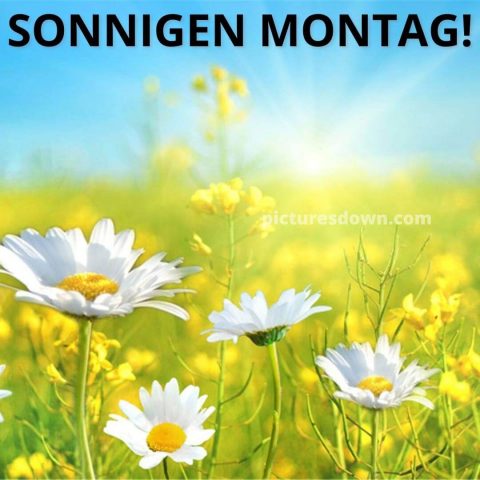 Schönen montag bild weiße Gänseblümchen kostenlos herunterladen
