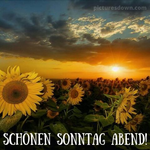 Schönen sonntag abend bild Sonnenblumen kostenlos herunterladen