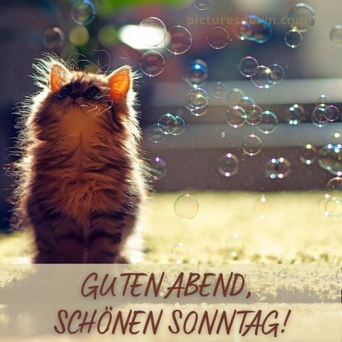 Guten abend schönen sonntag bild Katze kostenlos herunterladen