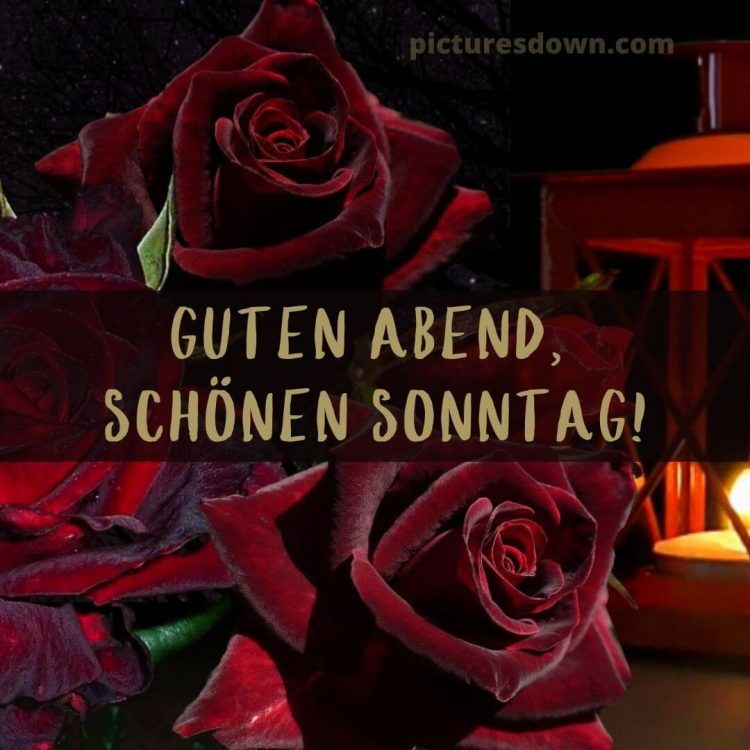 Guten abend schönen sonntag bild rote Rosen kostenlos herunterladen
