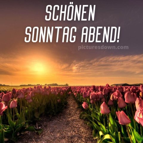 Schönen sonntag abend bild Tulpen kostenlos herunterladen