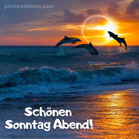 Schönen sonntag abend bild Delfine kostenlos herunterladen