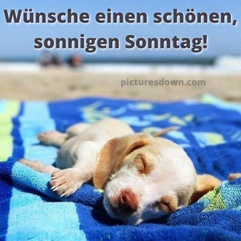 Schönen sonntag bild Hund am Strand kostenlos herunterladen