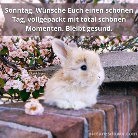 Schönen sonntag bild weißer Hase kostenlos herunterladen