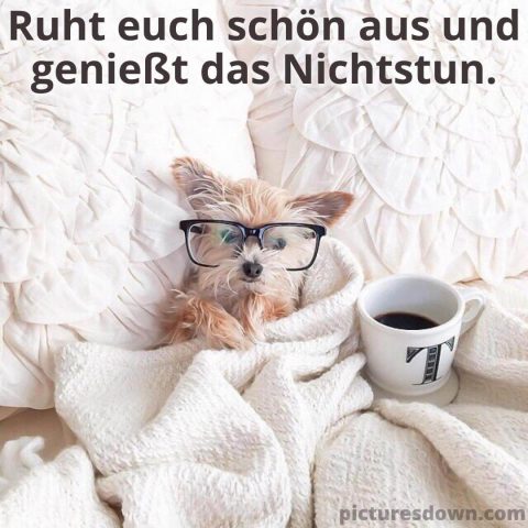 Schönen sonntag bild Hund im Bett kostenlos herunterladen