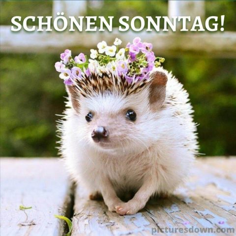 Schönen sonntag bild der Igel kostenlos herunterladen