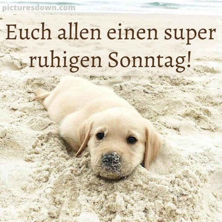 Schönen sonntag bild Hund im Sand kostenlos herunterladen