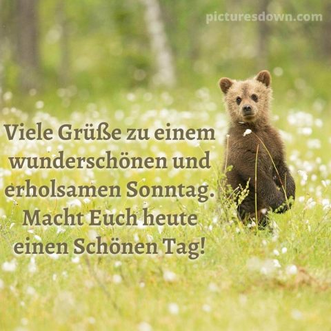 Schönen sonntag bild Bär kostenlos herunterladen