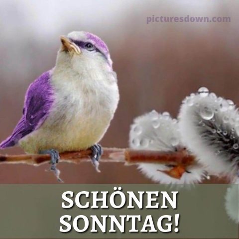 Schönen sonntag bild Vogel kostenlos herunterladen
