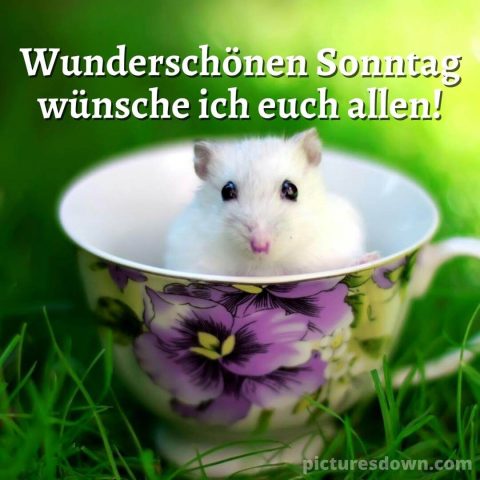 Sch nen Sonntag Bild Maus Kostenlos Herunterladen