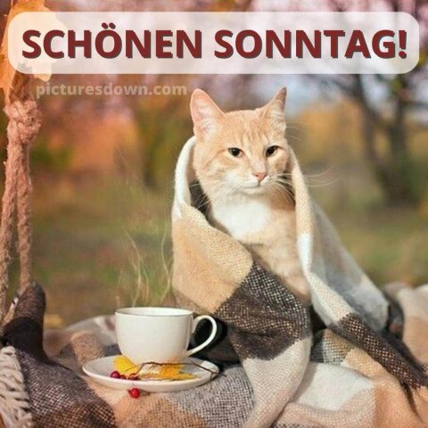 Schönen sonntag bild Katze im Urlaub kostenlos herunterladen