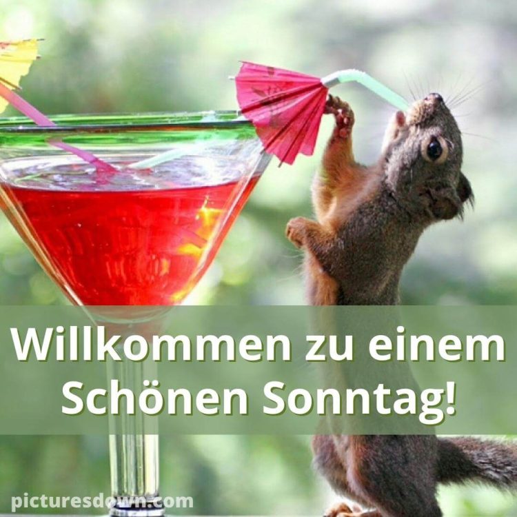 Schönen sonntag bild Eichhörnchen trinkt einen Cocktail kostenlos herunterladen