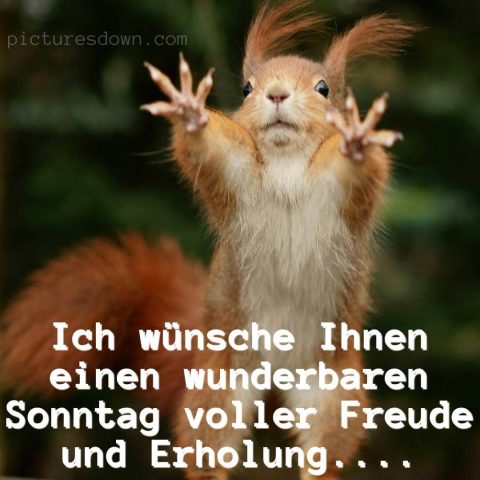 Schönen sonntag bild gelbes Eichhörnchen kostenlos herunterladen