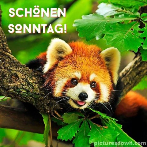 Schönen sonntag bild Waschbär Panda kostenlos herunterladen
