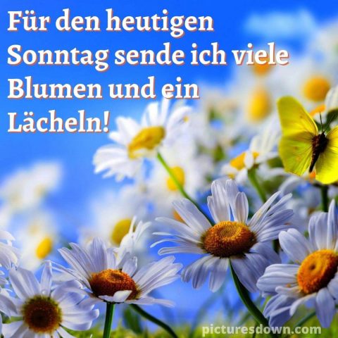 Schönen sonntag bild Kamille kostenlos herunterladen