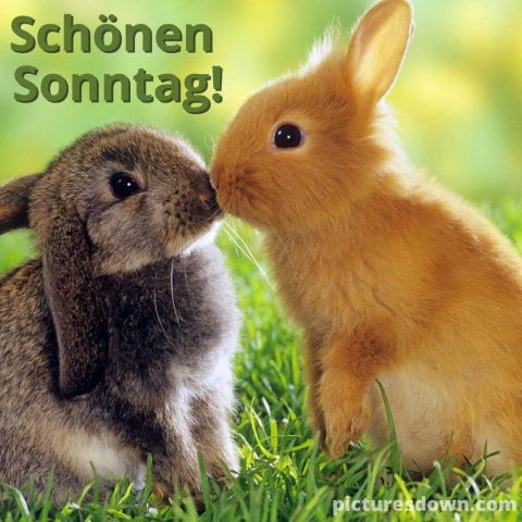 Schönen sonntag bild zwei Hasen kostenlos herunterladen