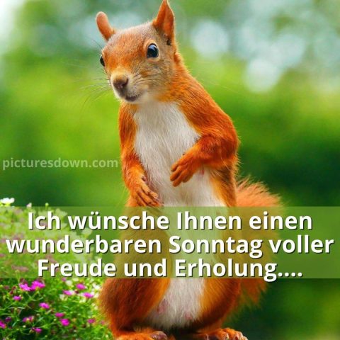 Schönen sonntag bild Eichhörnchen und Blumen kostenlos herunterladen