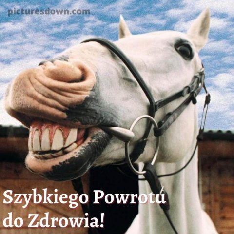 Obrazek życzenia szybkiego powrotu do zdrowia śmieszne koń do pobrania za darmo